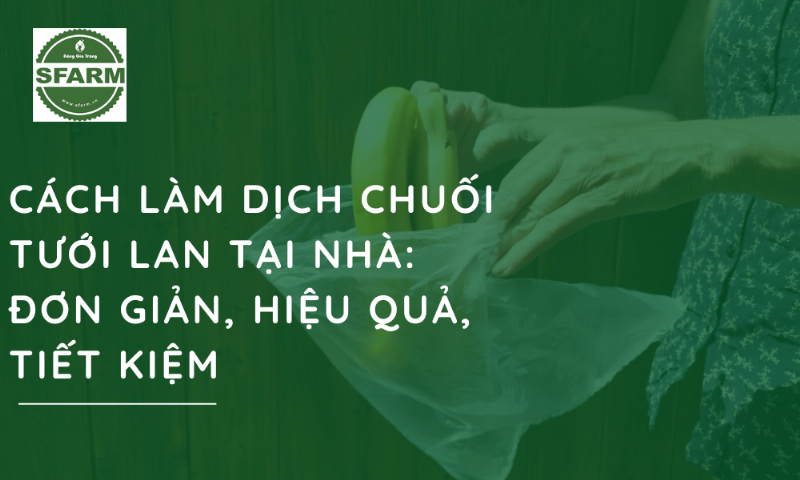 Chuối chín là nguyên liệu tuyệt vời để thực hiện cách làm dịch chuối bón phân cho hoa thêm rực rỡ